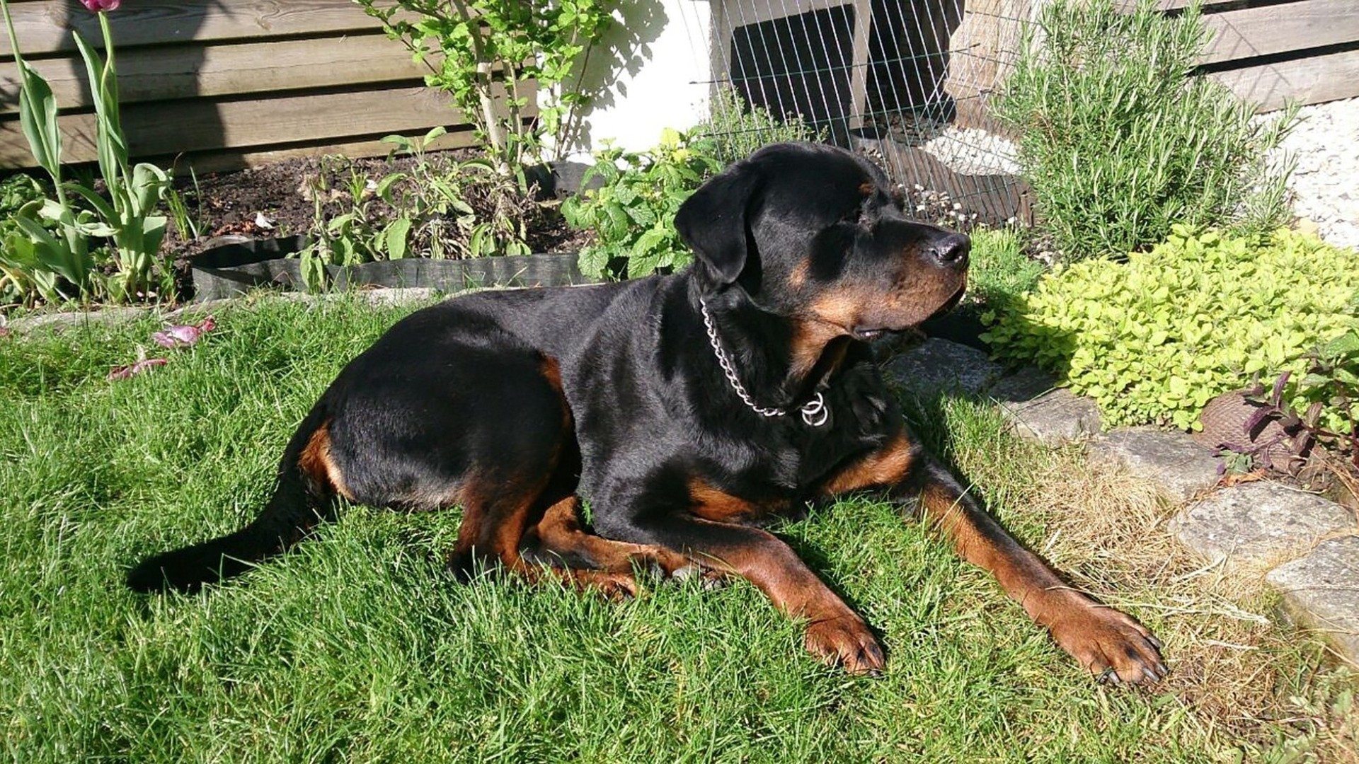 black beauty breed netflix